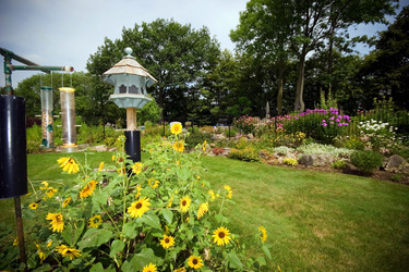 Gardens, bird feeder, and sunflowers